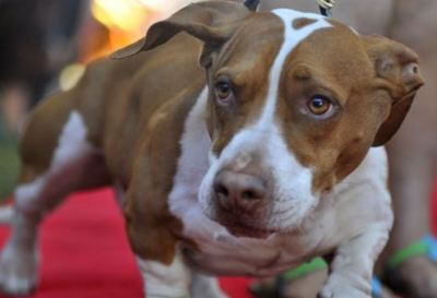 「世界一醜い犬コンテスト」で栄冠を勝ち取ったウォーリー