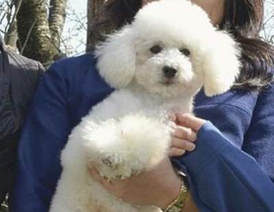 爆弾探知犬として任務に当たるトイプードルのマイ(オス・2歳)