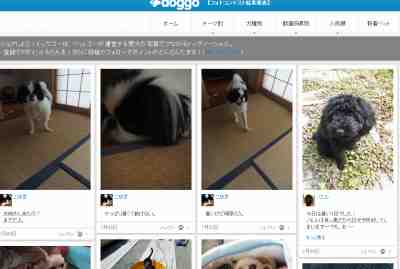愛犬家同士が写真を通じてコミュニケーションをするソーシャルサイト「ドッグゴー」