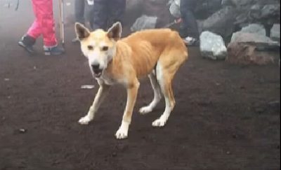 富士山頂を徘徊していた雑種犬