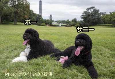ポーチュギーズウォータードッグの「サニー」