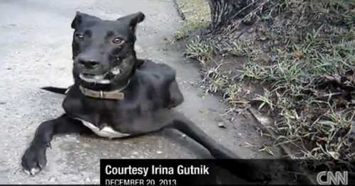 ロシアのソチで毒殺されたとされる犬