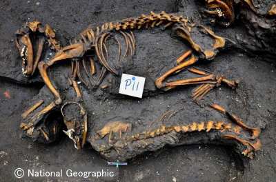 メキシコの首都メキシコシティで発見された犬の遺骨