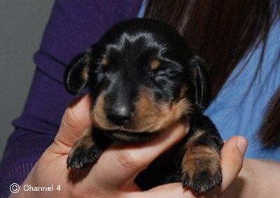 イギリス初のクローン犬「ウィニー二世」