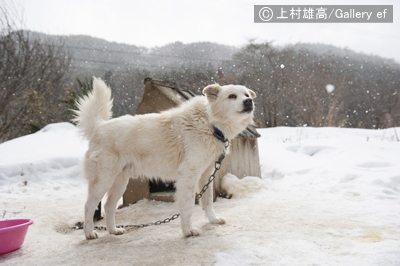 Call My Name　原発被災地を生きる犬猫たち