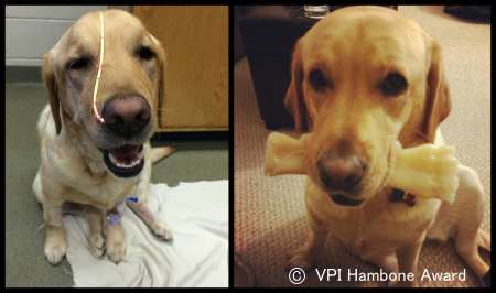 2014年度の「VPI ハムボーンアワード」大賞を受賞した犬の「チャーリー」