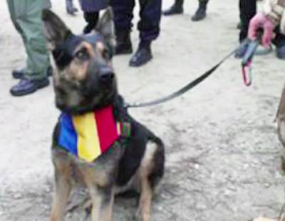 アフガニスタンで2度従軍したルーマニアの軍用犬「マックス」