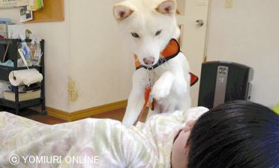 避難指示区域となった福島県大熊町出身の聴導犬「ふく」