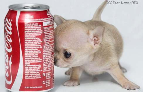 世界最小犬候補となっているポーランドのチワワ「トゥーダ」