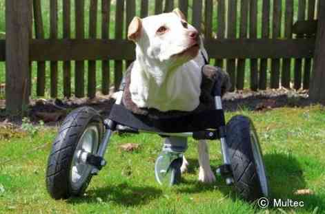 前足が不自由な犬のために作られた汎用性車いす