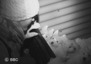 BBCドキュメンタリーの一場面