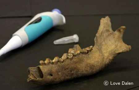 ロシア北部タイミル半島で発見された約3万5000年前のオオカミの骨