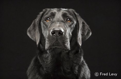 アメリカには、被毛の黒い犬は引き取り率が悪くなるという「黒い犬症候群」がある