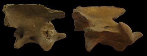 上黒岩岩陰遺跡から発掘された2頭の犬の骨
