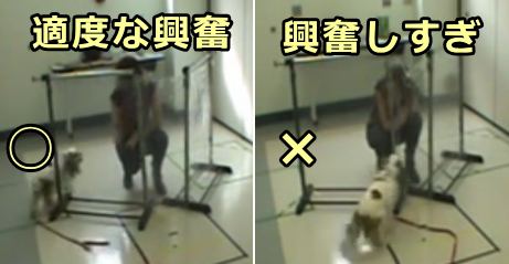 犬のパフォーマンスは覚醒レベルによって大きく左右される