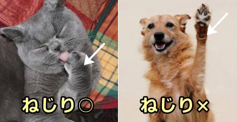 猫の前足と犬の前足における回旋運動の比較