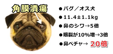 各k幕潰瘍にかかりやすい犬の典型像