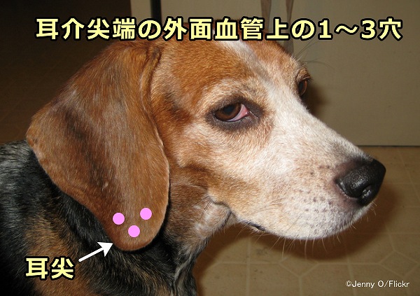 犬の耳尖は耳介尖端の外面血管上の1～3穴