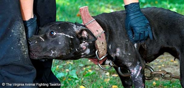 覆面調査によりイギリス国内の闘犬の実態が明らかに 子犬のへや