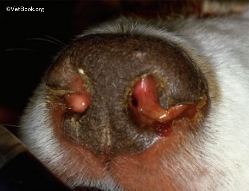 イヌシタムシが鼻腔内に住み着くと、膿性鼻汁といった症状を引き起こす
