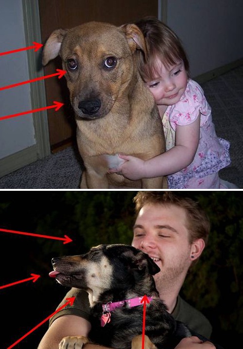 人間に抱きしめられた時に犬が見せるカーミングシグナル