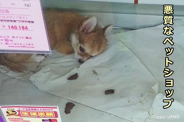 悪質なペットショップのケージ内で自分の糞と共に寝そべる犬