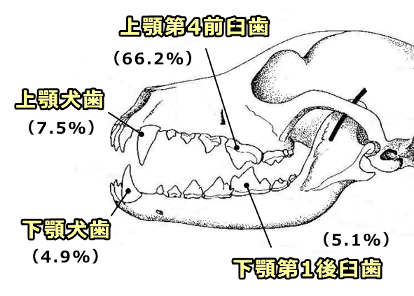 犬の歯の破折が起こりやすい部位