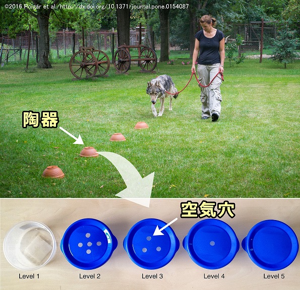 自然環境下で、犬の嗅覚をテストする「Natural Detection Task」の様子