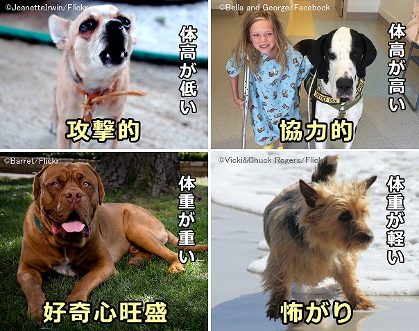 体型を予見因子としたときの犬の行動特性