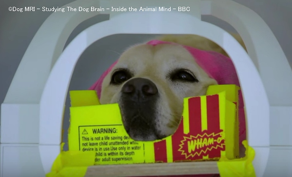 脳をスキャンするため、犬たちはMRIの中で数十秒間じっとしていなければならない