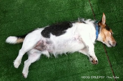 犬のてんかんは患犬の健康と飼い主の生活の質を低下させる