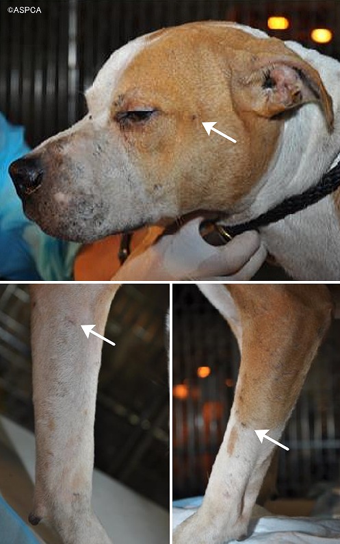 闘犬の傷はマズル、頭部の側後方、前足に集中する