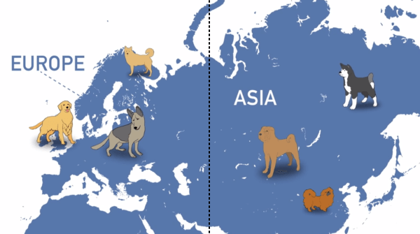 遺伝的に見て、現代の犬たちはアジア系とヨーロッパ系という2つの系統に大別される
