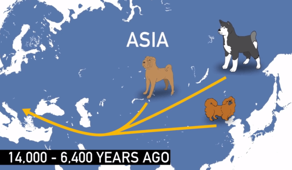 およそ6,400～14,000年前、アジアに暮らしていた犬たちのヨーロッパへの分岐が起こった
