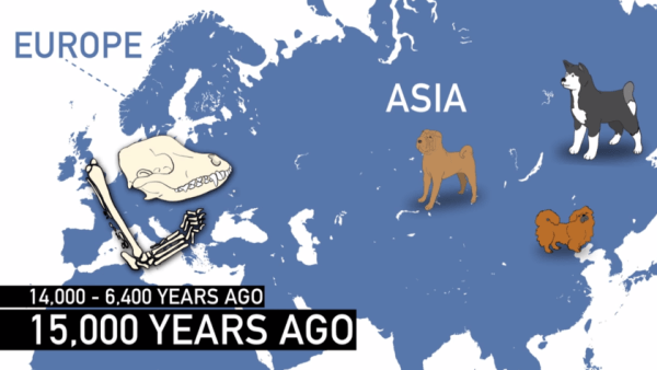 約15,000～16,000年前の時点で、すでにヨーロッパに犬がいたという事実は仮説に矛盾する