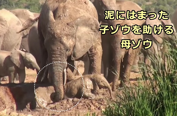 泥にはまった子象を助けてあげる親象