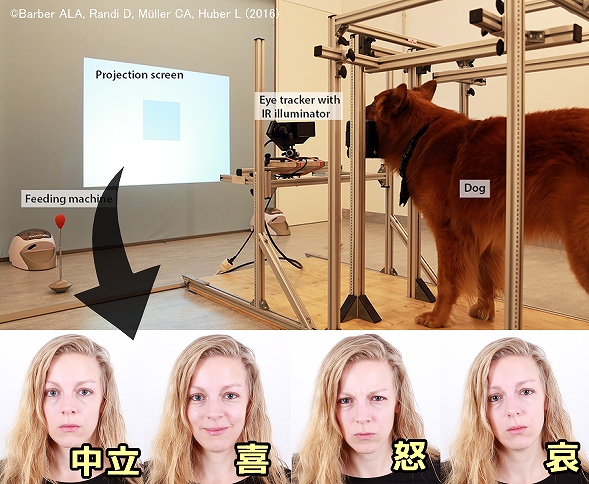 犬の注視対象を明確化するための視線追尾システム