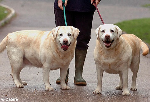 犬の飼い主はえてしてペットの肥満を認識できない