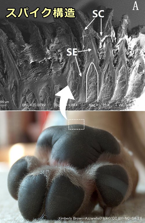 犬の肉球表面近くに見られるスパイク構造の顕微鏡写真