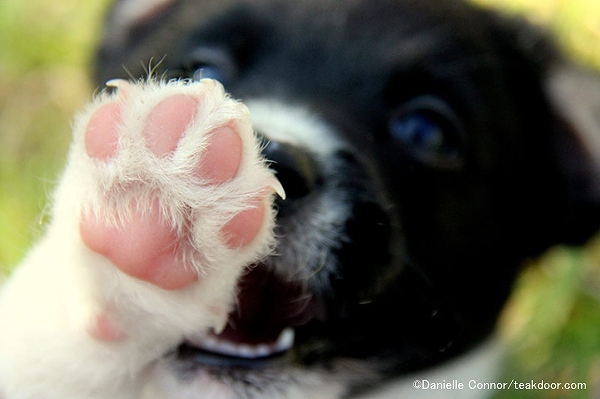 犬の肉球の中にはハイテク機能が隠されている