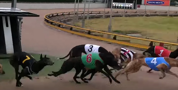 ドッグレースに参加する競技犬の福祉に関し、ルールはお座なりのまま