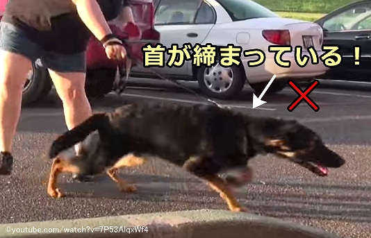 首輪をつけた状態でリードを強く引くと、さまざまな箇所に弊害が生じる