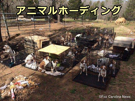 劣悪環境下に多くの犬や猫を軟禁するアニマルホーディング