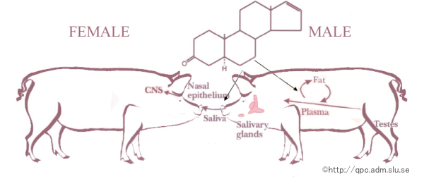 オス豚の唾液中には「アンドロステノン」と呼ばれるインテロモンが含まれている