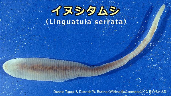 「イヌシタムシ」（Linguatula serrata）の成虫は数センチになるまで大きくなる
