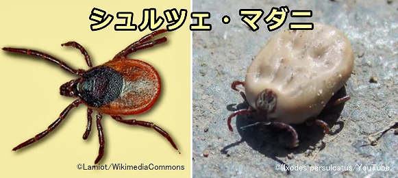 東北から北海道にかけて生息している「シュルツェ・マダニ」（I. persulcatus）