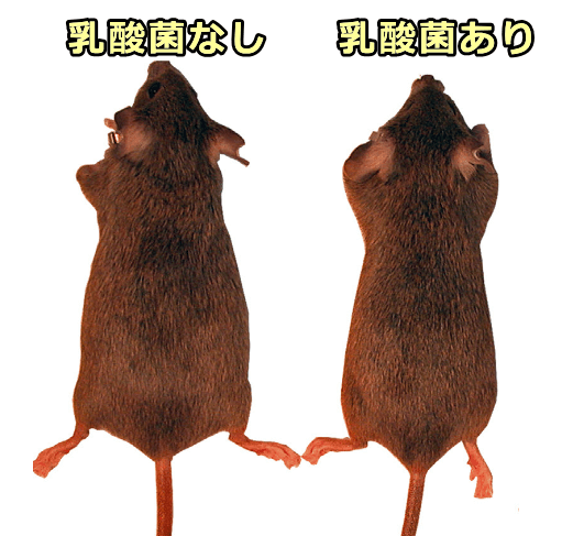 乳酸菌「L.reuteri  2546」を摂取したマウスではダイエット効果が見られる