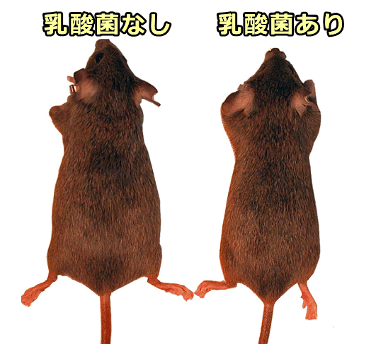 乳酸菌「L.reuteri 2546」を摂取したマウスではダイエット効果が見られる