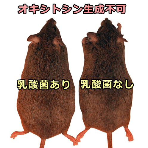 乳酸菌「L.reuteri 2546」を摂取していても、オキシトシンレベルが上昇しないとダイエット効果はない