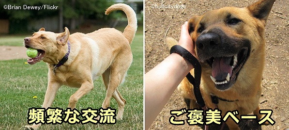 犬の長期的ストレスを軽減するには、頻繁な交流とご褒美ベースの訓練が重要